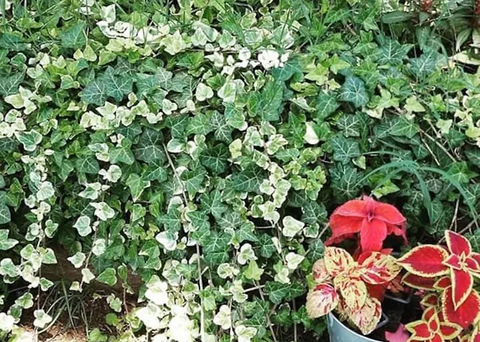 Hacienda Guster * Ritopec